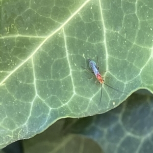 Ichneumonidae (family) at Braddon, ACT - 4 Feb 2023