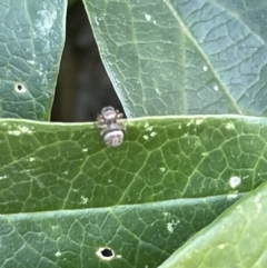 Salticidae (family) (Unidentified Jumping spider) at Braddon, ACT - 4 Feb 2023 by Hejor1