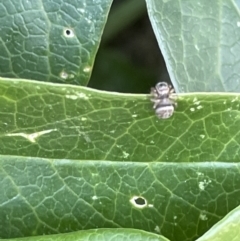 Salticidae (family) at Braddon, ACT - 4 Feb 2023 11:17 AM