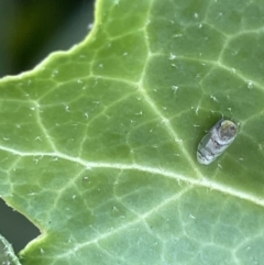 Cicadellidae (family) at Braddon, ACT - 4 Feb 2023 by Hejor1