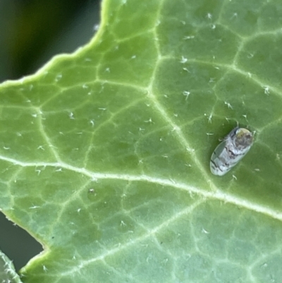 Japananus hyalinus (Japanese Maple Leafhopper) at Braddon, ACT - 4 Feb 2023 by Hejor1