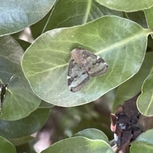 Scolypopa australis at Braddon, ACT - 4 Feb 2023