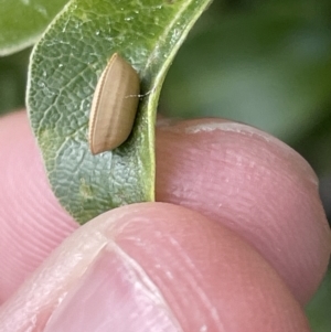 Ellipsidion sp. (genus) at Braddon, ACT - 4 Feb 2023