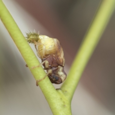 Cadmus sp. (genus) (Unidentified Cadmus leaf beetle) at Higgins, ACT - 3 Feb 2023 by AlisonMilton