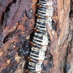 Chelepteryx collesi (White-stemmed Gum Moth) at Hawker, ACT - 2 Feb 2023 by AlisonMilton