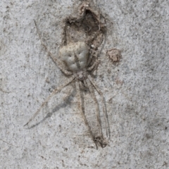 Tamopsis eucalypti (A two-tailed spider) at Higgins, ACT - 2 Feb 2023 by AlisonMilton