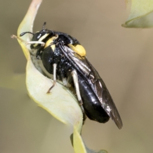 Pergagrapta bicolor at Higgins, ACT - 3 Feb 2023