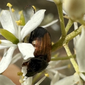 Phyllotocus navicularis at Ainslie, ACT - 4 Feb 2023