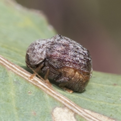 Cadmus sp. (genus) (Unidentified Cadmus leaf beetle) at Higgins, ACT - 3 Feb 2023 by AlisonMilton