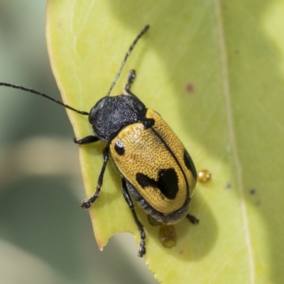 Cadmus (Cadmus) litigiosus (Leaf beetle) at Higgins, ACT - 3 Feb 2023 by AlisonMilton