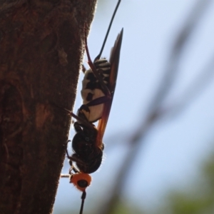 Chaoilta sp. (genus) at Murrumbateman, NSW - 4 Feb 2023