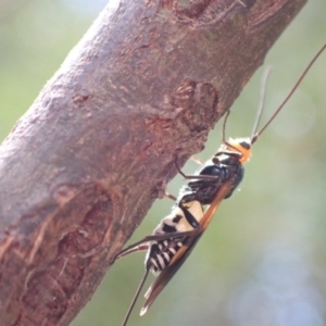 Chaoilta sp. (genus) at Murrumbateman, NSW - 4 Feb 2023