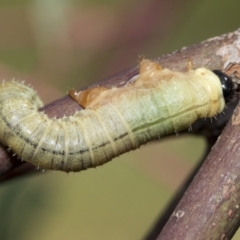 Pseudoperga sp. (genus) (Sawfly, Spitfire) at Higgins, ACT - 3 Feb 2023 by AlisonMilton