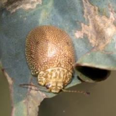Paropsis atomaria (Eucalyptus leaf beetle) at Higgins, ACT - 3 Feb 2023 by AlisonMilton