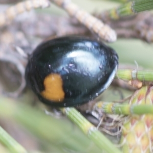 Orcus bilunulatus at Higgins, ACT - 4 Feb 2023