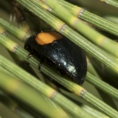 Orcus bilunulatus at Higgins, ACT - 4 Feb 2023