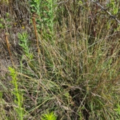 Sorghum leiocladum (Wild Sorghum) at Wambrook, NSW - 1 Feb 2023 by Mike