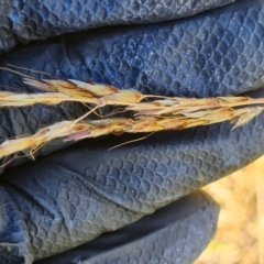 Sorghum leiocladum at Wambrook, NSW - 1 Feb 2023 10:04 AM