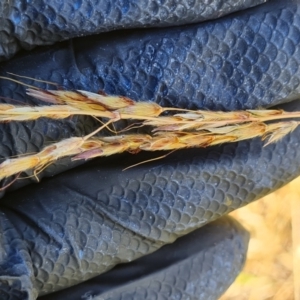 Sorghum leiocladum at Wambrook, NSW - 1 Feb 2023 10:04 AM