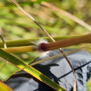 Sorghum leiocladum at Wambrook, NSW - 1 Feb 2023 10:04 AM