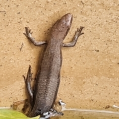 Pseudemoia entrecasteauxii (Woodland Tussock-skink) at Wambrook, NSW - 31 Jan 2023 by Mike