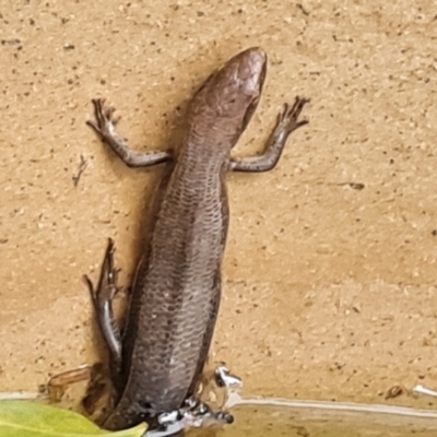 Pseudemoia entrecasteauxii (Woodland Tussock-skink) at Wambrook, NSW - 31 Jan 2023 by Mike