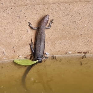 Pseudemoia entrecasteauxii at Wambrook, NSW - 31 Jan 2023