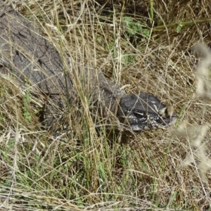 Varanus rosenbergi at Wambrook, NSW - suppressed