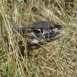 Varanus rosenbergi at Wambrook, NSW - suppressed