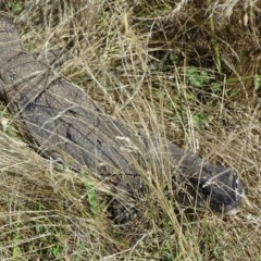 Varanus rosenbergi at Wambrook, NSW - suppressed