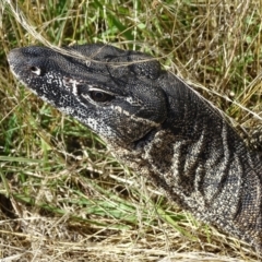 Varanus rosenbergi at Wambrook, NSW - suppressed