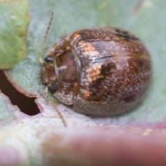 Paropsisterna decolorata (A Eucalyptus leaf beetle) at Hawker, ACT - 27 Nov 2022 by AlisonMilton