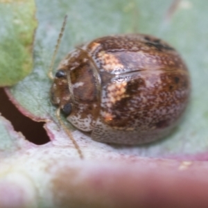 Paropsisterna decolorata at Hawker, ACT - 27 Nov 2022 12:46 PM