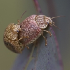 Paropsis atomaria (Eucalyptus leaf beetle) at Hawker, ACT - 27 Nov 2022 by AlisonMilton