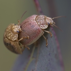 Paropsis atomaria at Hawker, ACT - 27 Nov 2022