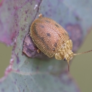 Paropsis atomaria at Hawker, ACT - 27 Nov 2022