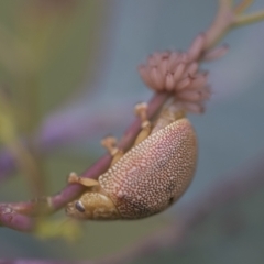 Paropsis atomaria at Hawker, ACT - 27 Nov 2022