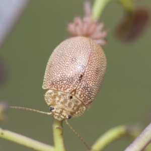 Paropsis atomaria at Hawker, ACT - 27 Nov 2022