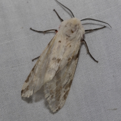 Ardices canescens (Dark-spotted Tiger Moth) at Higgins, ACT - 26 Nov 2022 by AlisonMilton