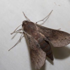 Hippotion scrofa (Coprosma Hawk Moth) at Higgins, ACT - 26 Nov 2022 by AlisonMilton