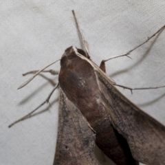 Hippotion scrofa at Higgins, ACT - 27 Nov 2022 08:38 AM