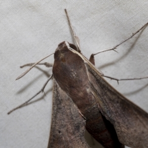 Hippotion scrofa at Higgins, ACT - 27 Nov 2022