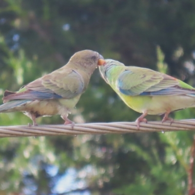 Psephotus haematonotus (Red-rumped Parrot) at Campbell, ACT - 4 Feb 2023 by RodDeb