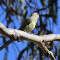 Psephotus haematonotus at Campbell, ACT - 4 Feb 2023 05:01 PM