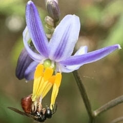 Exoneura sp. (genus) (A reed bee) at Dulwich Hill, NSW - 8 Oct 2022 by JudeWright