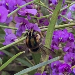 Xylocopa (Lestis) bombylans (Peacock Carpenter Bee) at Dulwich Hill, NSW - 19 Sep 2022 by JudeWright