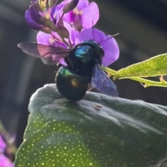 Xylocopa (Lestis) bombylans (Peacock Carpenter Bee) at Dulwich Hill, NSW - 10 Sep 2022 by JudeWright