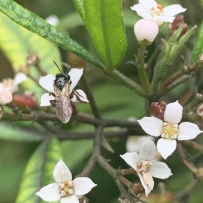 Exoneura sp. (genus) (A reed bee) at Dulwich Hill, NSW - 8 Oct 2022 by JudeWright