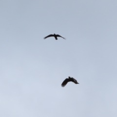 Zanda funerea (Yellow-tailed Black-Cockatoo) at Paddys River, ACT - 4 Feb 2023 by MatthewFrawley