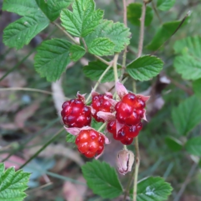Rubus parvifolius (Native Raspberry) at Tidbinbilla Nature Reserve - 4 Feb 2023 by MatthewFrawley